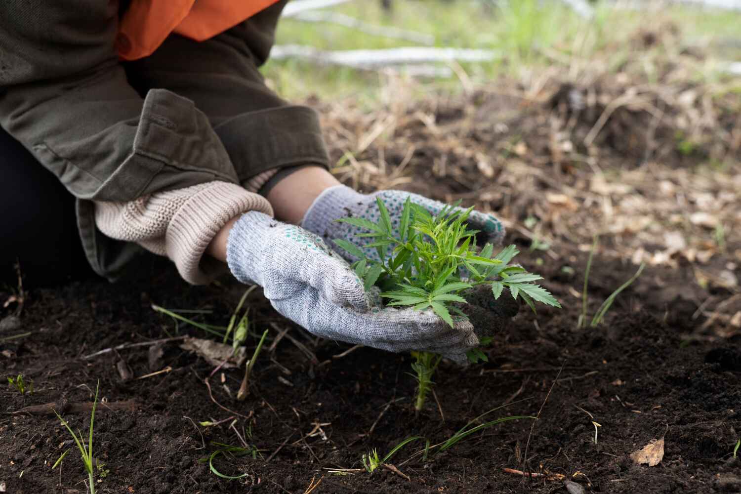 Best Tree Clearing Services  in Pinewood, FL